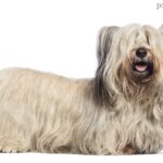 Skye terrier
