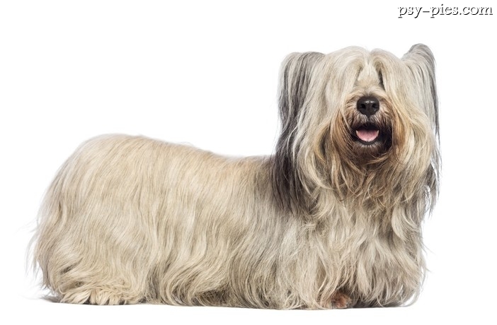 Skye terrier