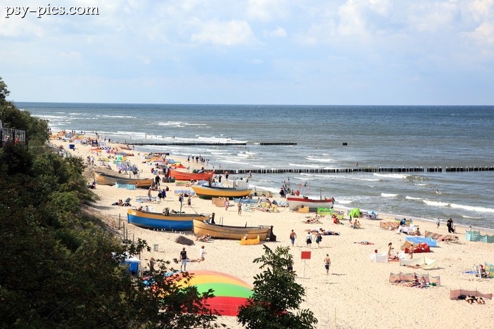 Plaża dla psów w Gdyni
