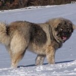 Sarplaninac