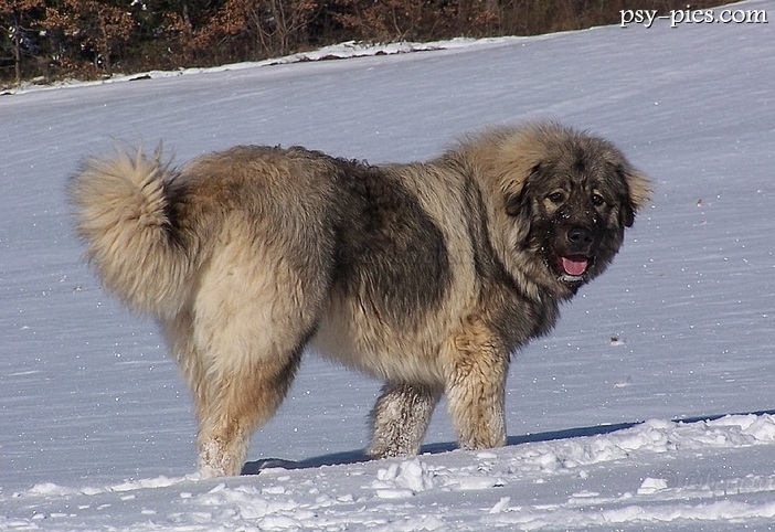 Sarplaninac
