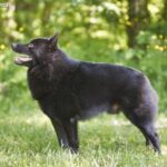 Schipperke