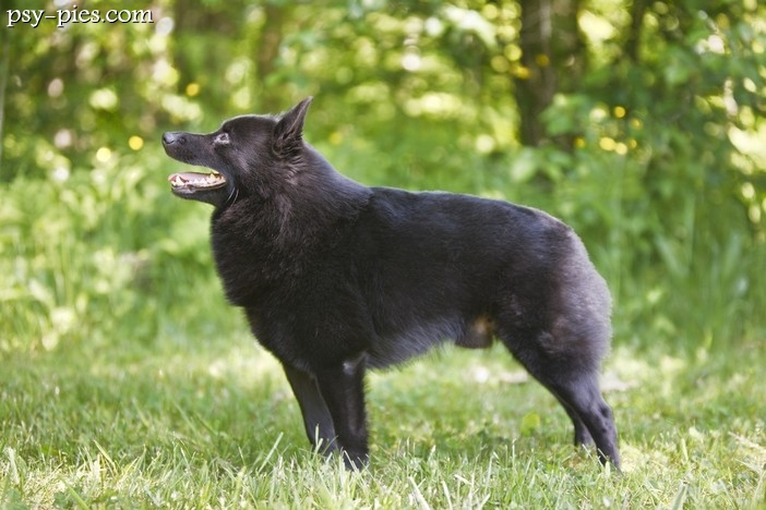 Schipperke