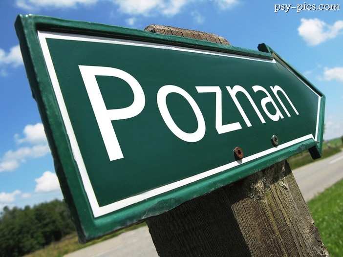 Poznaniacy czy macie wyjątkowego psa?