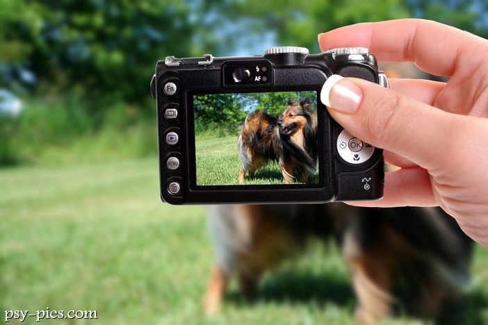 Fotografie psów
