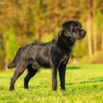 Labrador retriever czarny