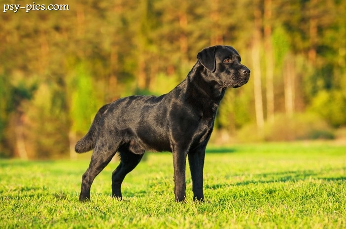 Labrador retriever czarny