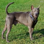 Thai Ridgeback