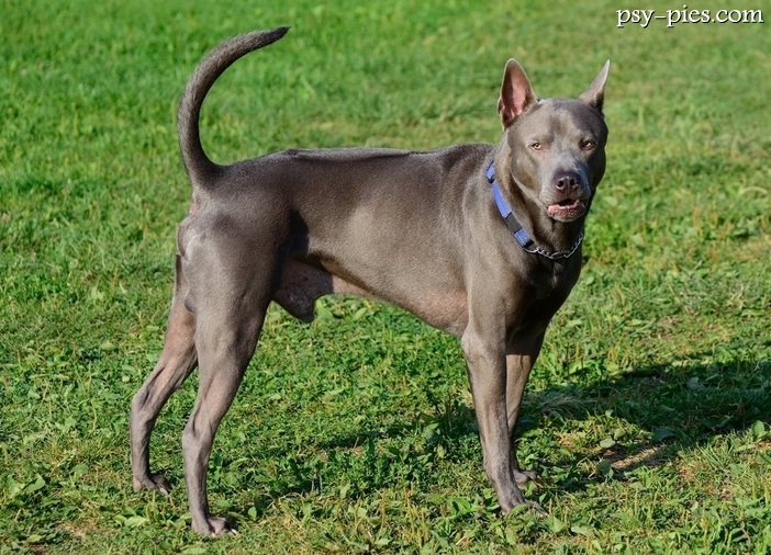 Thai Ridgeback
