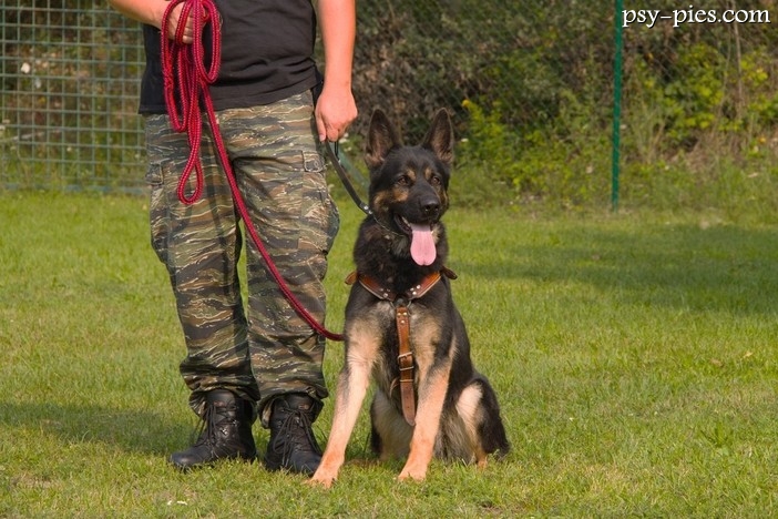 Wojewódzkie eliminacje Kynologicznych Mistrzostw Policji na Dolnym Śląsku