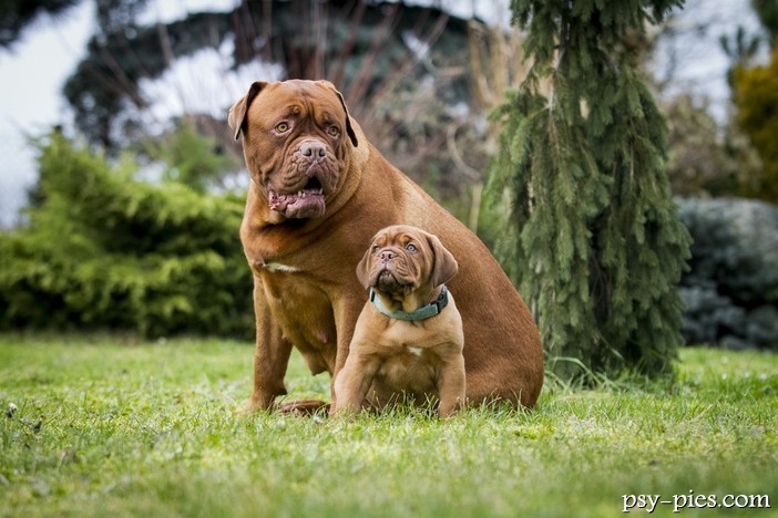 Zanim kupisz Dogue de Bordeaux