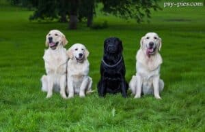 Labrador czy golden: labrador retriever i golden retriever obok siebie