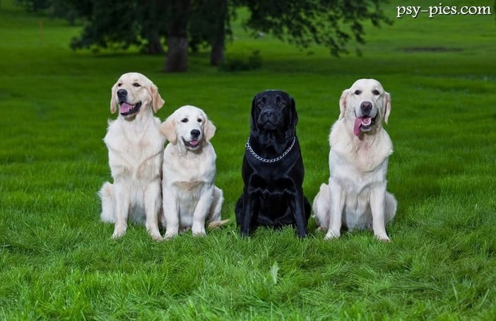 Różnice między labradorem a goldenem