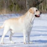 Labrador retriever