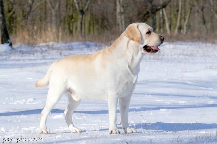 Labrador retriever