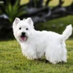 West highland white terrier