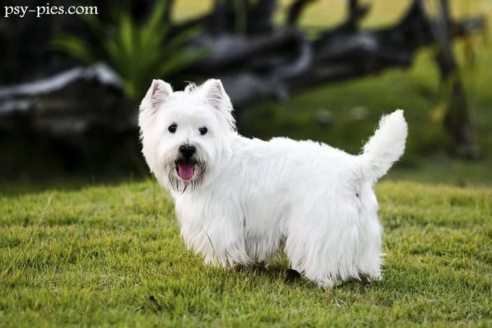 West highland white terrier