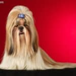 Shih Tzu - charakter, pielęgnacja i najważniejsze informacje o rasie