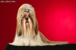 Shih Tzu - charakter, pielęgnacja i najważniejsze informacje o rasie