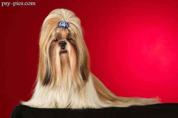 Shih Tzu - charakter, pielęgnacja i najważniejsze informacje o rasie