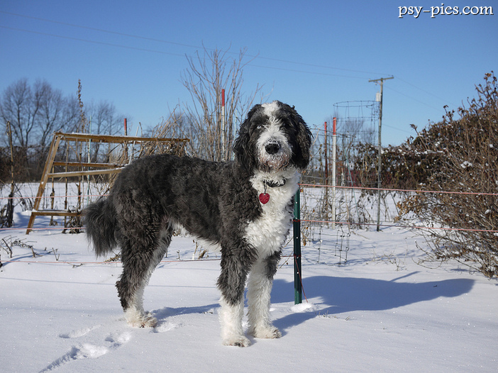 Aussiedoodle, urocza krzyżówka owczarka australijskiego i pudla