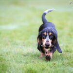 Basset gaskoński (Basset Bleu de Gascogne)