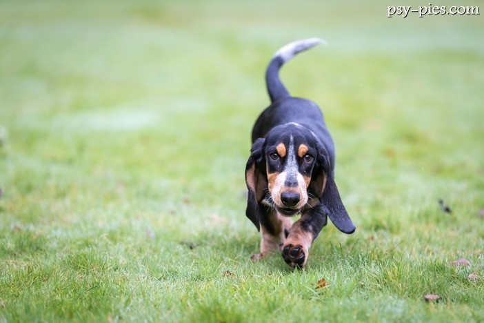Basset gaskoński (Basset Bleu de Gascogne)