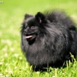 Szpic miniaturowy Pomeranian