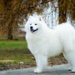Samoyed