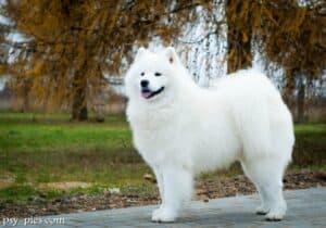 Samoyed