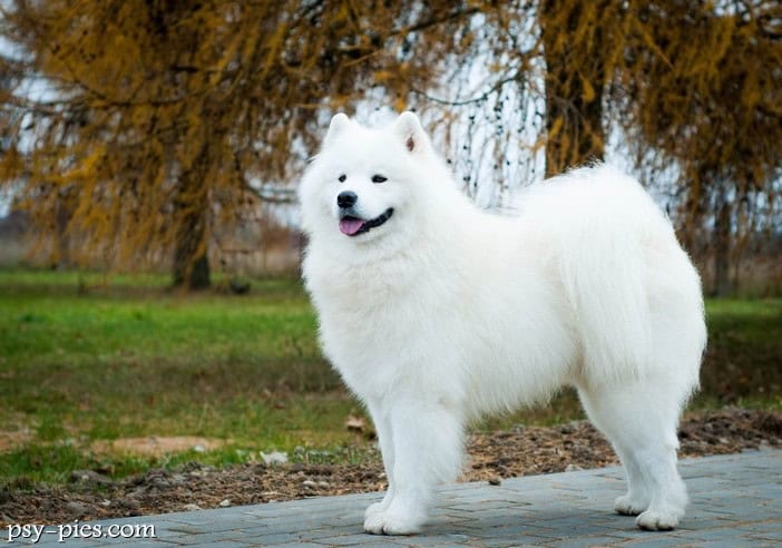 Samoyed