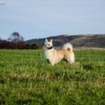 Buhund norweski (Norwegian Buhund)