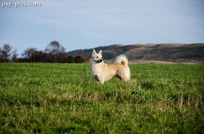 Buhund norweski (Norwegian Buhund)