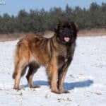 Leonberger