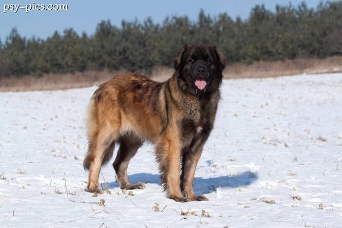 Leonberger