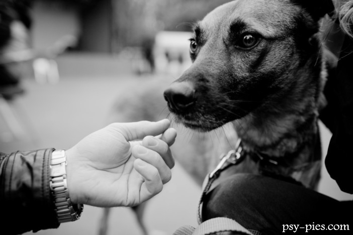 Przyjaźń z dorosłym psem - dylematy adopcji