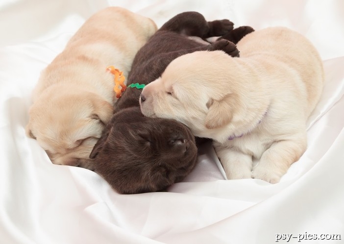 Umaszczenie Labradora wg wzorca FCI