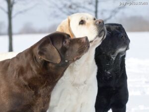 Kolor umaszczenia u Labradorów