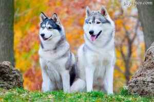 Zdjęcia psów Syberian Husky