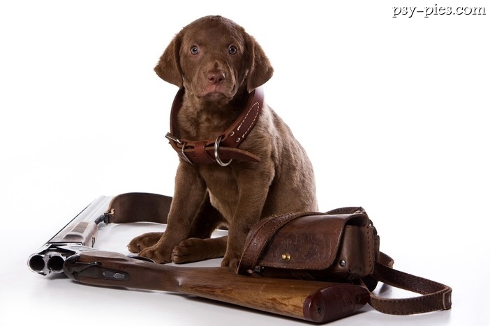 Historia Chesapeake Bay Retrievera