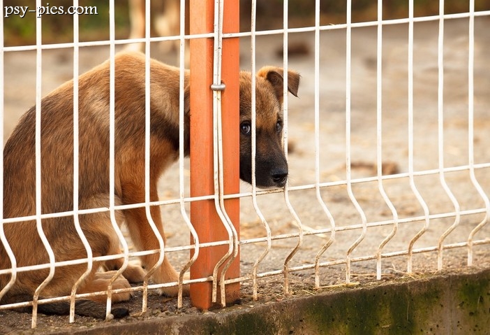 Adopcja psa - o czym warto pamiętać?
