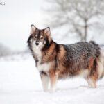 Utonagan