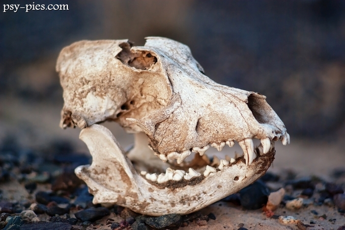 Czy psy udomowiono wcześniej niż dotychczas myśleliśmy?