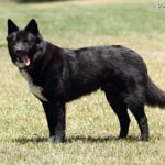 Jindo (Korea Jindo Dog)