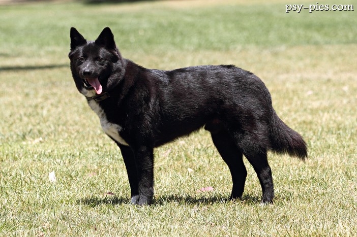 Jindo (Korea Jindo Dog)