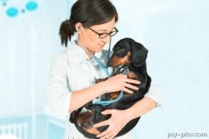 Niedowład u jamników - jak rozpoznać i leczyć tę chorobę