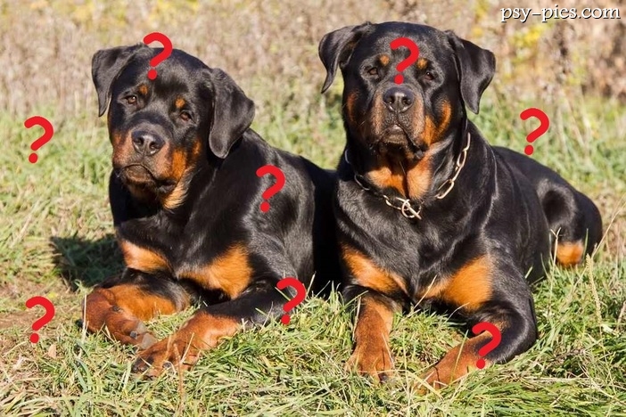 Czy Rottweilery to psy mordercy?