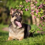 Owczarek wschodnioeuropejski (East European Shepherd)