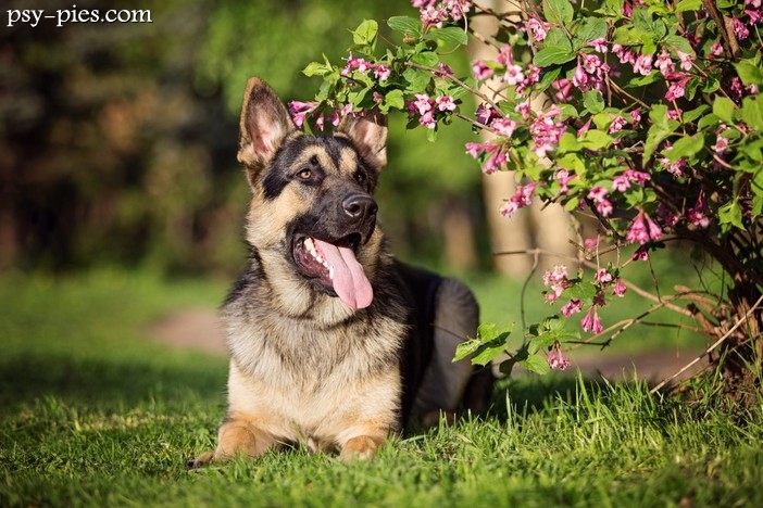 Owczarek wschodnioeuropejski (East European Shepherd)