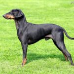 Manchester Terrier